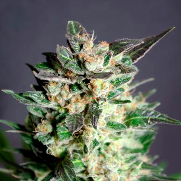 Diesel Glue 3 feminized seeds Kannabia Seeds