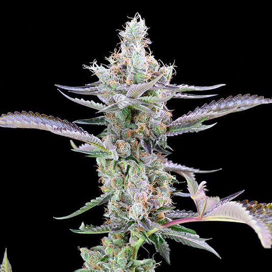 Dirty Money 6 u. fem Cookies Seed Bank