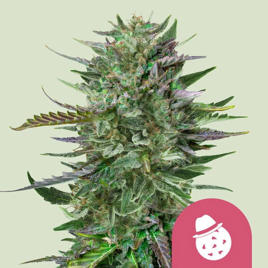 Do-Si-Dos   1 u. fem. Royal Queen