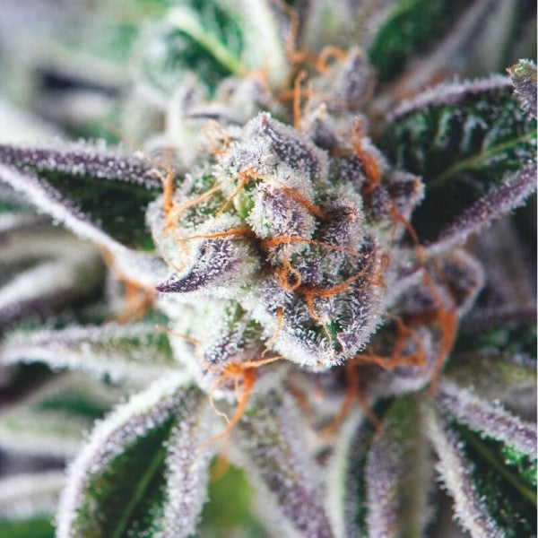 Do-Si-Dos 5 u. fem. Pyramid Seeds