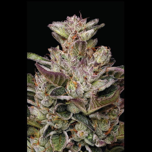 Donutz 3 u. fem Humboldt Seeds Company