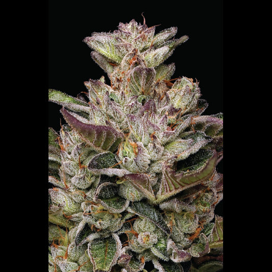 Donutz 5 u. fem Humboldt Seeds Company
