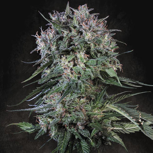 Doppler  5 u. fem. Paradise Seeds