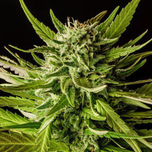 Dosidos  5 u. fem. Kannabia Seeds