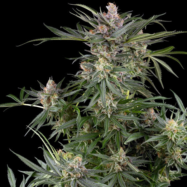 Dosimosa   5 u. fem. Sensi Seed Research