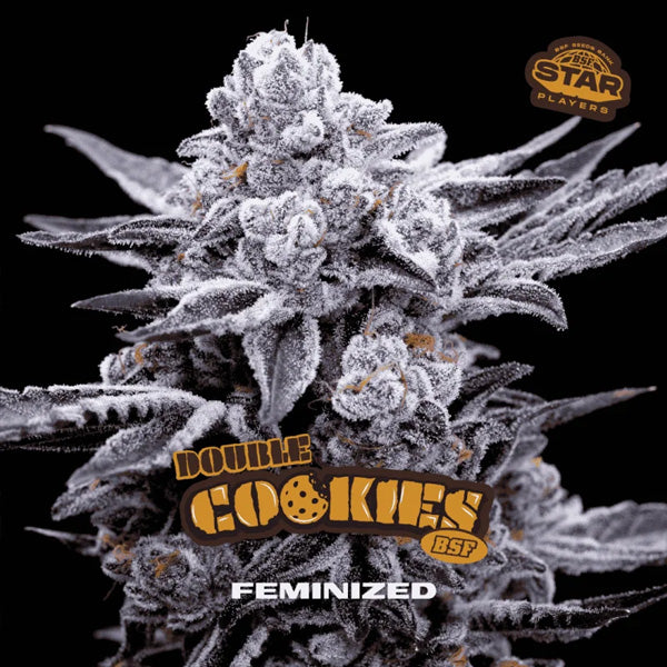Double Cookies   4 u. fem BSF Seeds