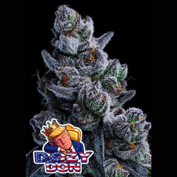 Dozy Don  5 u. fem Anesia