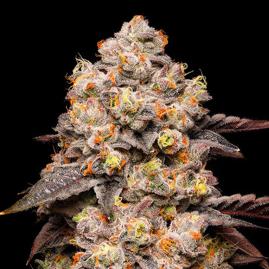 Dried Fruit 3 u. fem Cookies Seed Bank