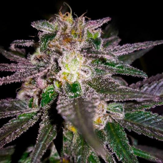 Dubble Bubble 5 u. fem. Garden of Green Seeds