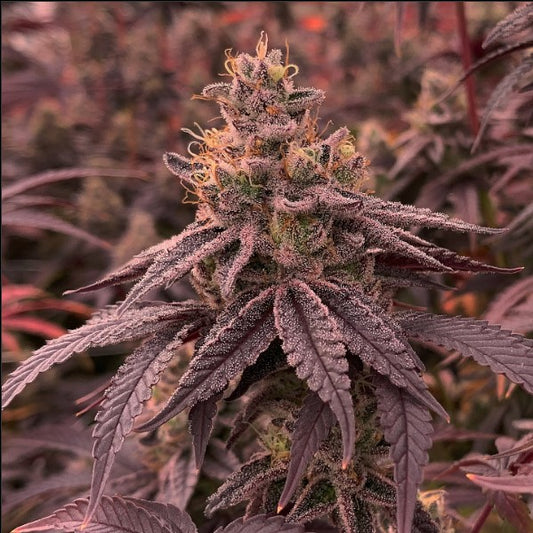 DullButter 5 u. fem R-Kiem Seeds