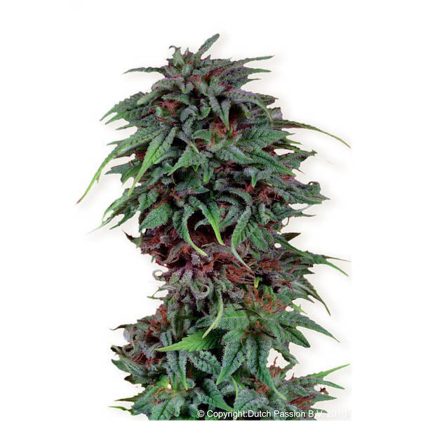 Durban Poison 10 pz. fem. Dutch Passion
