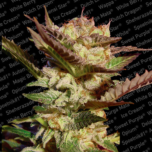 Durga Mata 10 ud. fem. Paradise Seeds