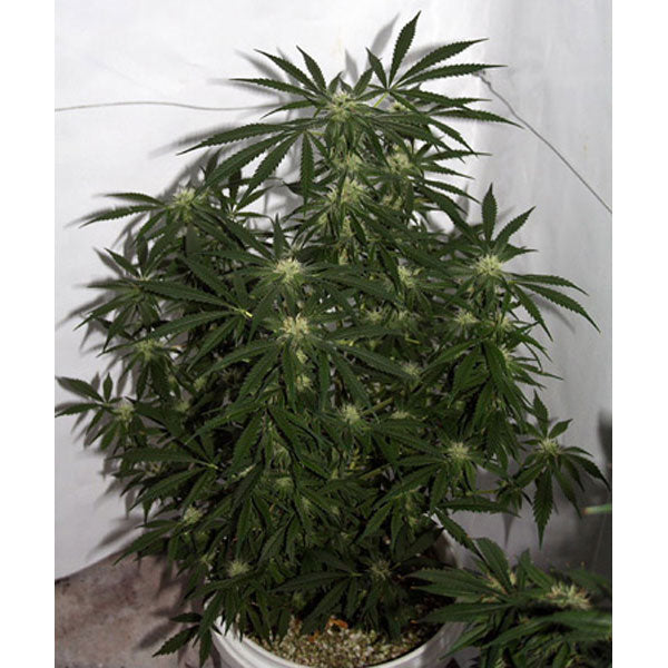 Early Skunk Haze (Early Pearl x Haze) 15 pz. reg. Mr. Nice