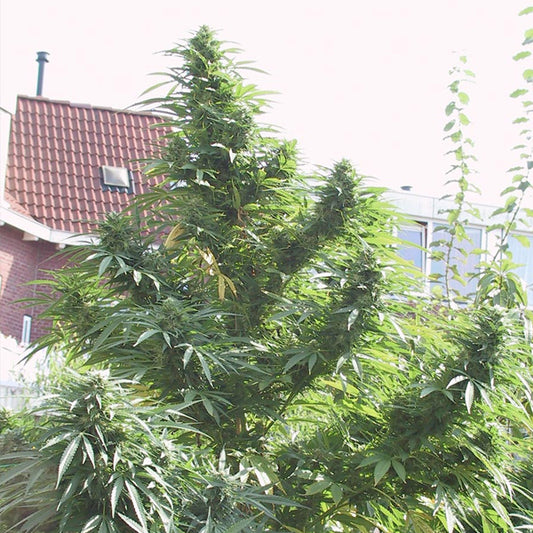 Easy Sativa  4 u. fem. Female Seeds