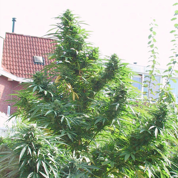 Easy Sativa 10 pz. fem. Female Seeds