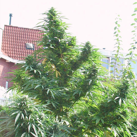 Easy Sativa 10 u. fem. Female Seeds