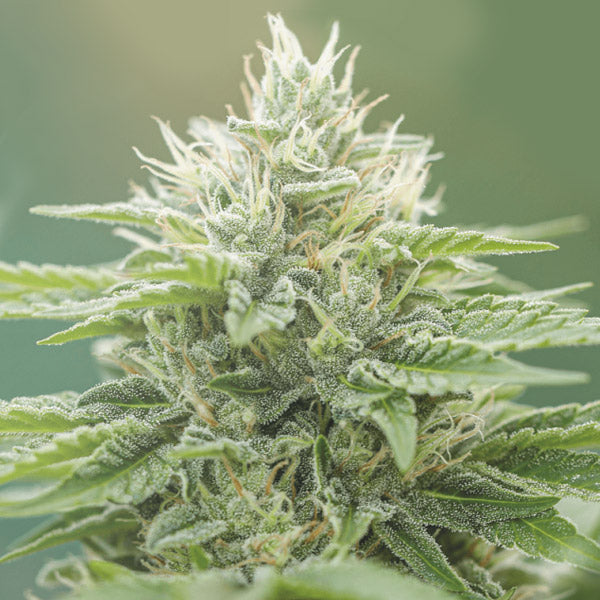 Eboshi CBG 10 ud Medical Seeds