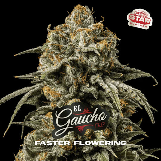El Gaucho Faster Flowering  2 u. fem BSF Seeds