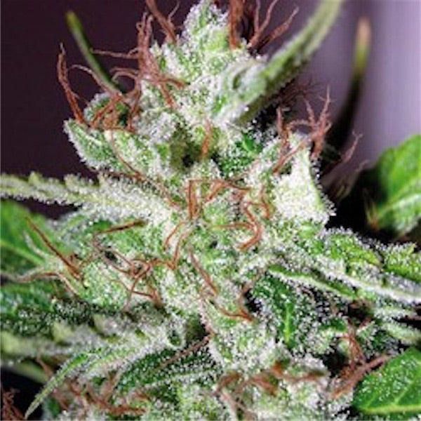 Eldorado 10 units reg. The Sativaseed Bank