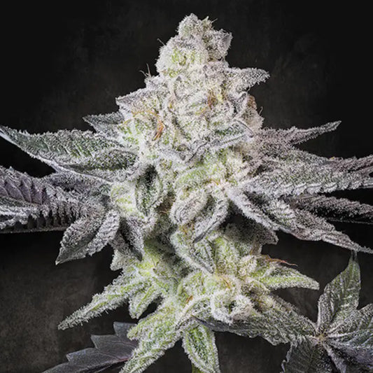 Emerald Envy  5 u. fem. Paradise Seeds Limited Edition