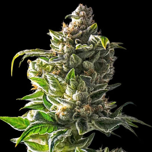 Empire Dragon 10 u. fem Empire Seeds