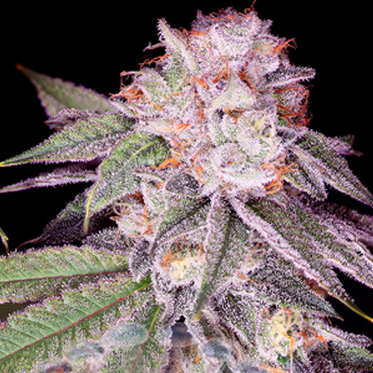 Empress #2 - 10 u. fem Sacred Terps