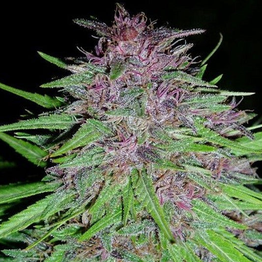 ErdPurt  3 u. fem. Ace Seeds