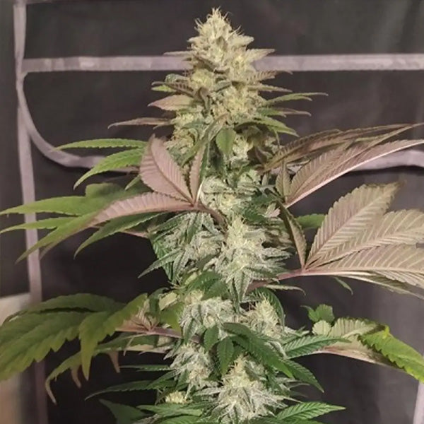 ErdPurt x PCK    5 unità Regular Ace Seeds