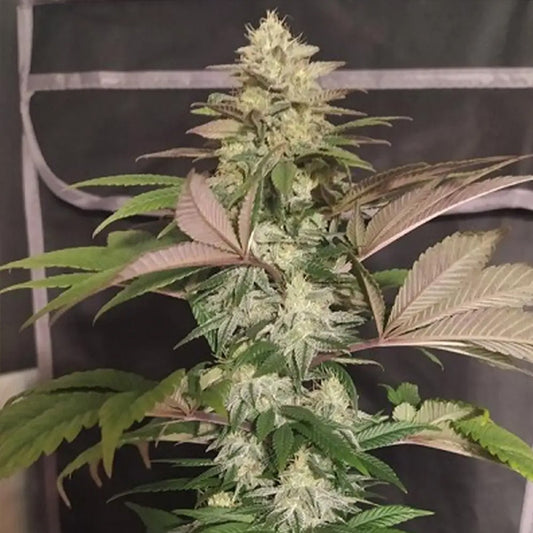 ErdPurt x PCK    5 u. Regular Ace Seeds