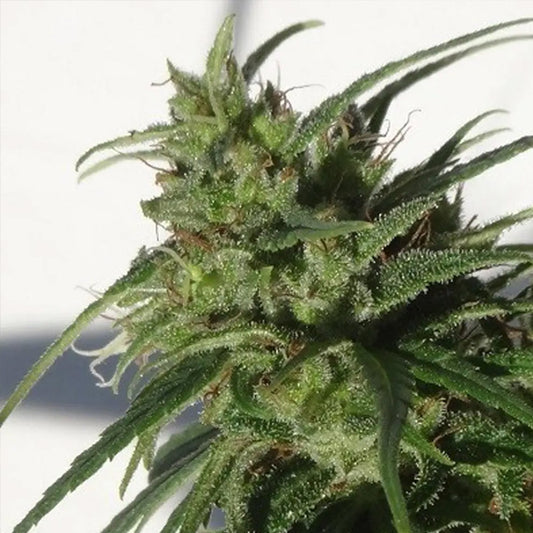 Ethiopia   5 u. Regular Ace Seeds