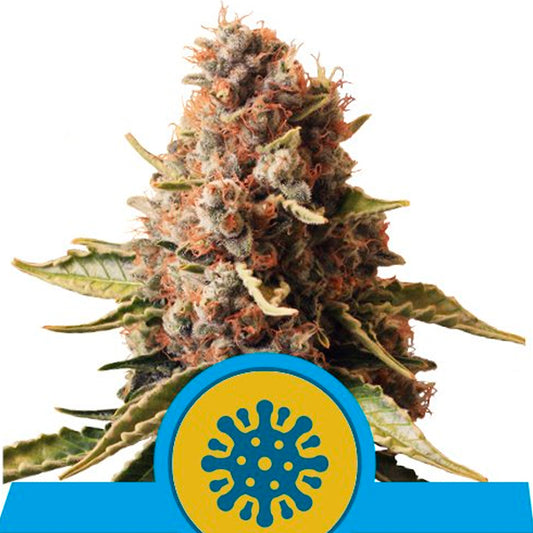 Euphoria 10 pc. fem. Royal Queen