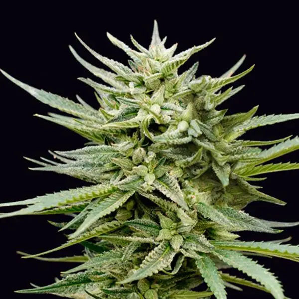 Euskal Mandarina 25 u. fem. Genehtik