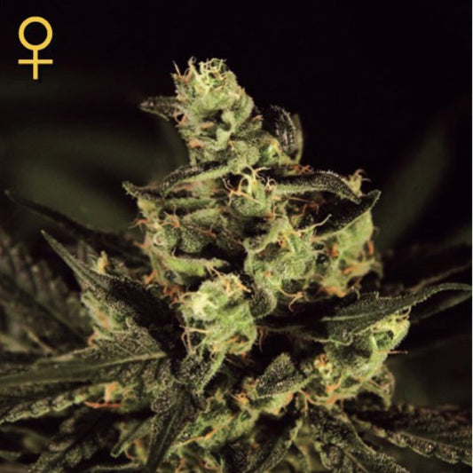 Exodus Cheese  1 u. fem. Green House