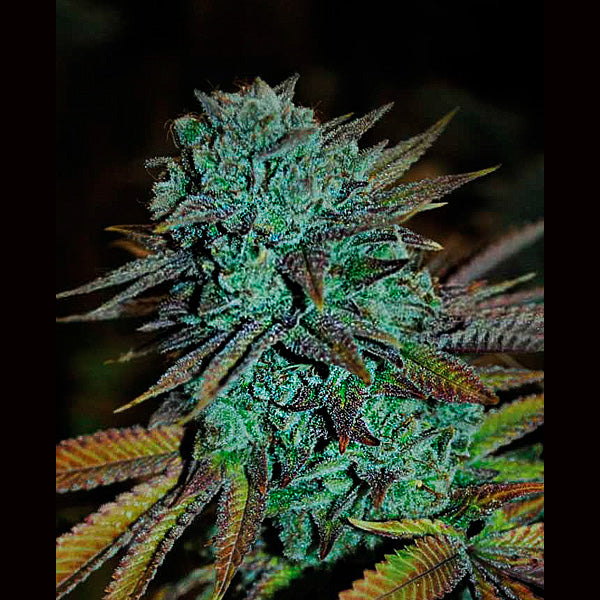 Expert Gorilla 1 u. fem. Expert Seeds