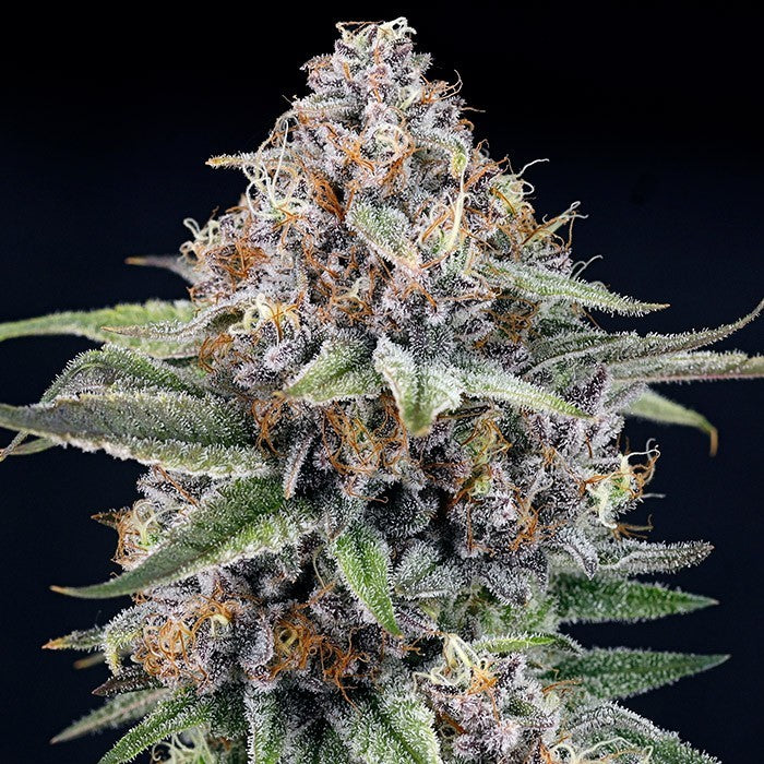 EyeBallz 3 u. fem. Ripper Seeds