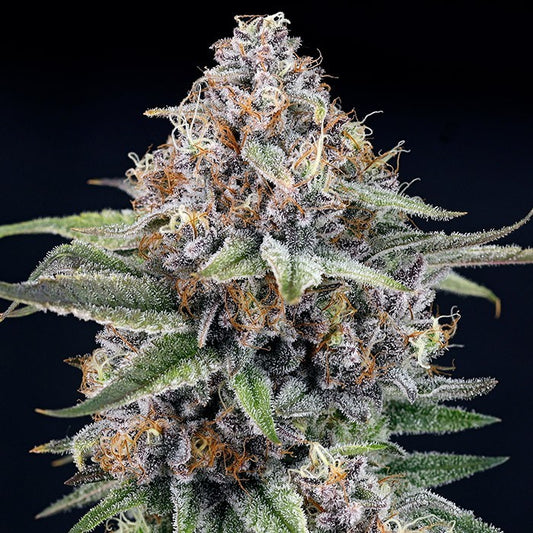 EyeBallz 3 u. fem. Ripper Seeds