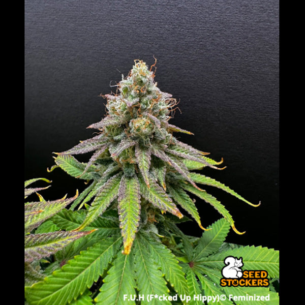 F.U.H (F*cked Up Hippy) fem.  3 u. Seedstockers Superior