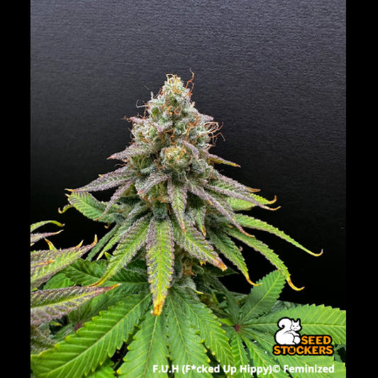 F.U.H (F*cked Up Hippy) fem.  5 u. Seedstockers Superior