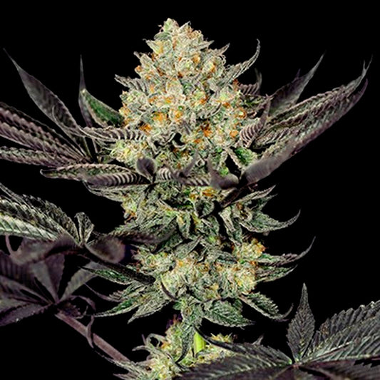 Face Mask 5u. G13 Labs