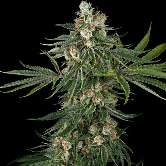 Fallout OG   5 u. fem. White Label
