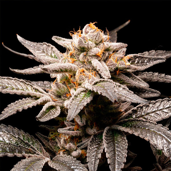 Fancy Don Rouch 1 ud. fem R-Kiem Seeds