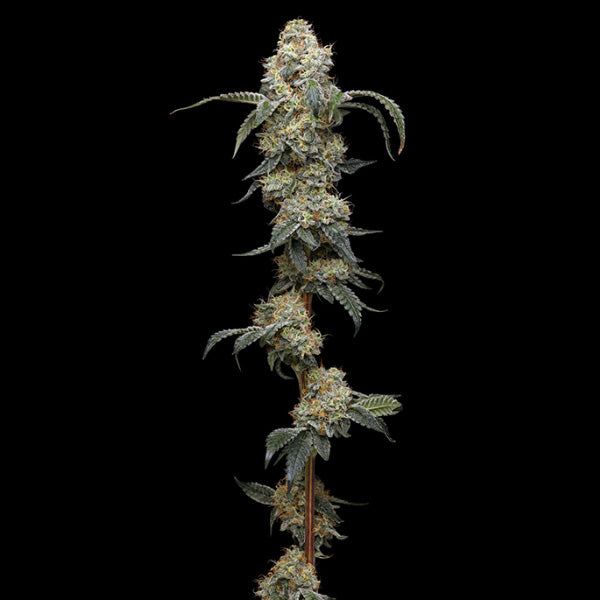 Farmer's Daughter 3 u. fem Humboldt Seeds Company