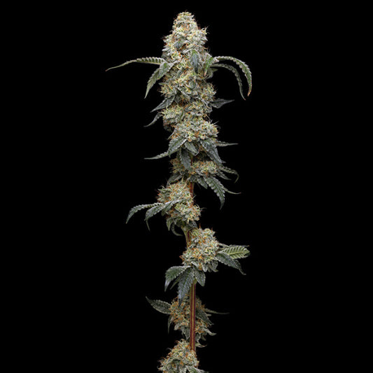 Farmer's Daughter 5 u. fem Humboldt Seeds Company