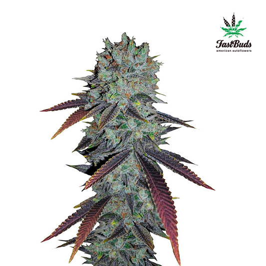 Fastberry Auto 10 pcs. fem. FastBuds Seeds