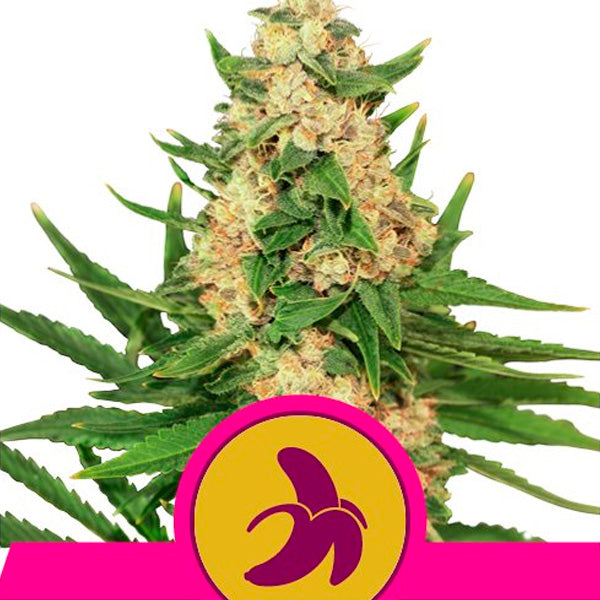 Fat Banana 10 pc. fem. Royal Queen