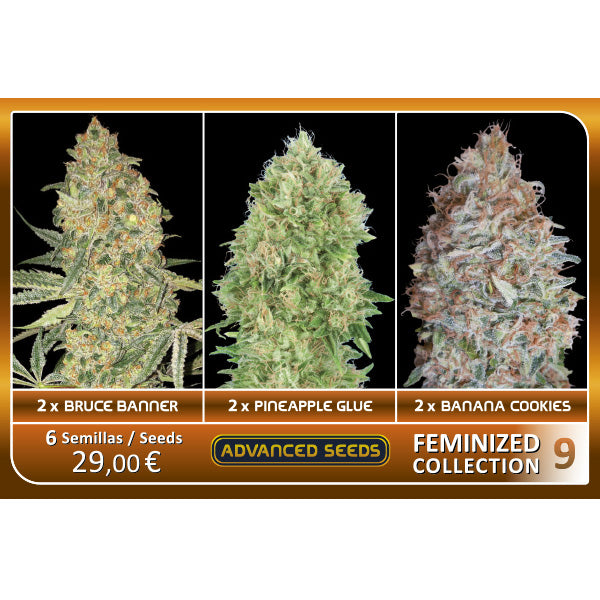 Collezione Femminizzata #9 Advanced Seeds