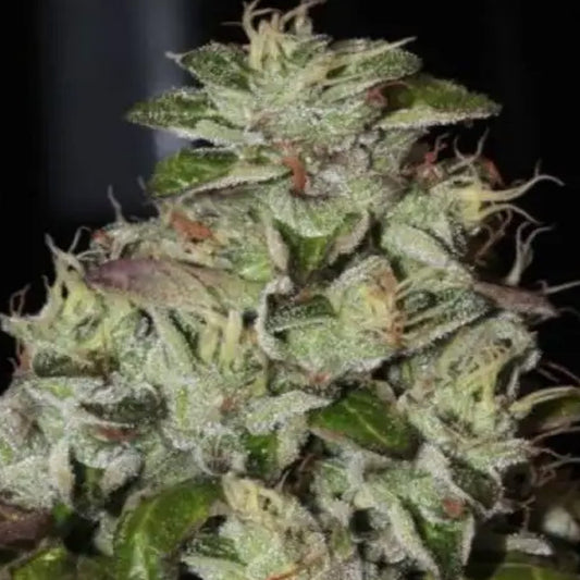 Fire Afghan Cookies 6 u. fem Mamiko Seeds