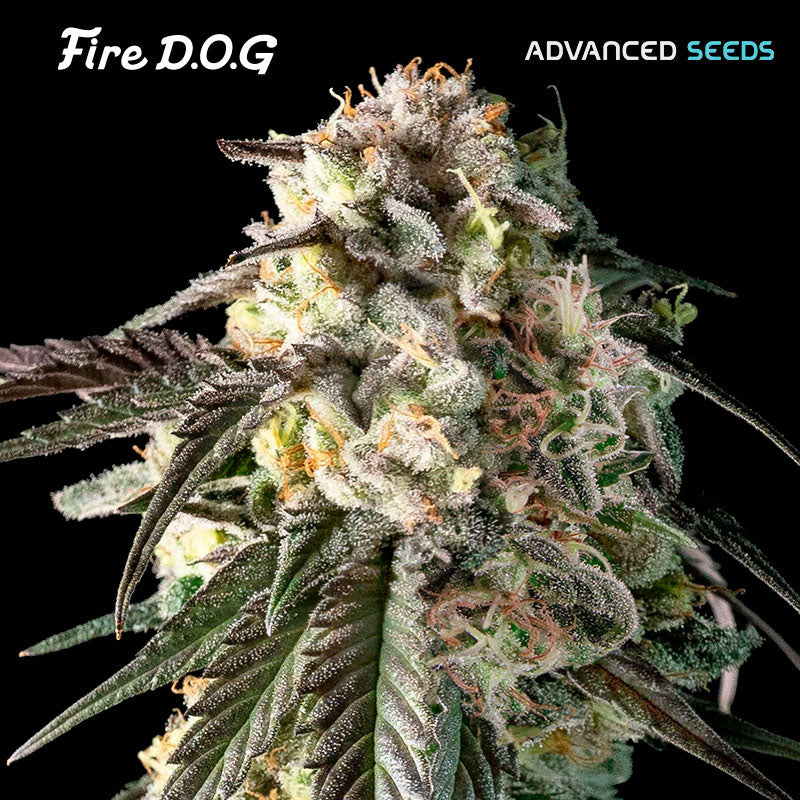 Fire DOG   5 + 2 unità fem. Advanced Seeds