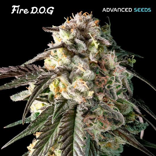 Fire DOG   5 + 2 u. fem. Advanced Seeds