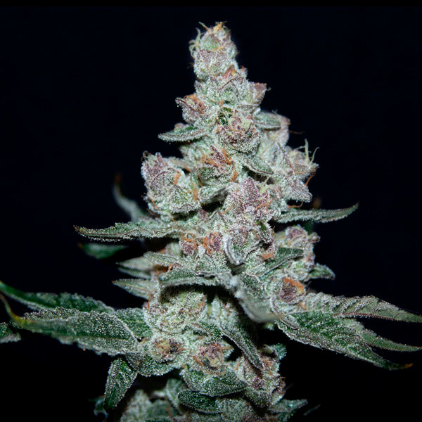 Fire'n Ice 6 pz. fem Elev8 Seeds